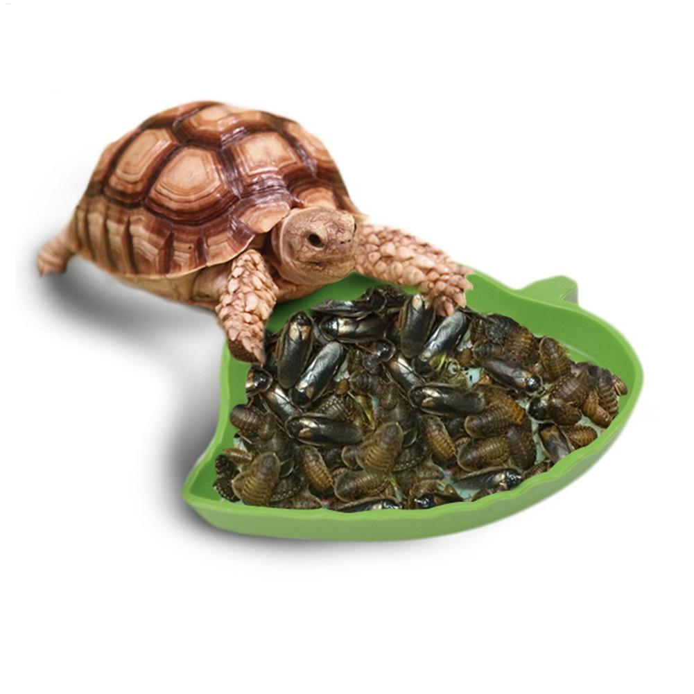 Amfibieën Reptielen Feeder Pla - Water Dish Reptile recensie en prijs